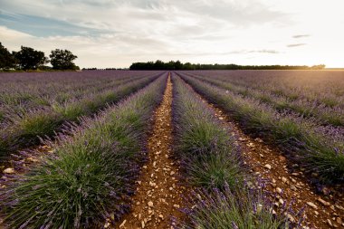Lavanta çiçeği çiçek alanları