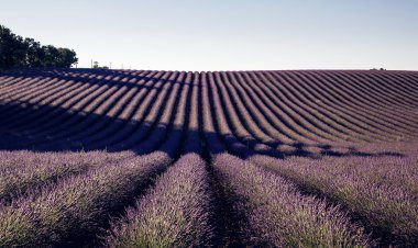 Lavanta çiçeği çiçek alanları