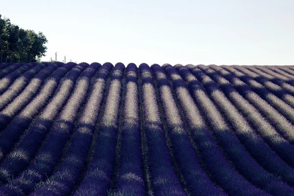 Campos de flores de lavanda — Fotografia de Stock