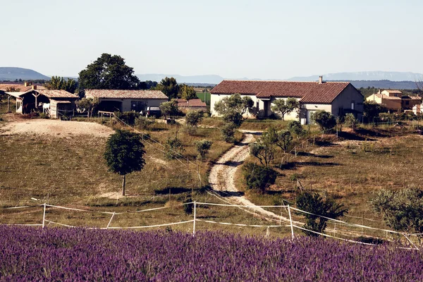 Fühlen von blühendem Lavendel — Stockfoto