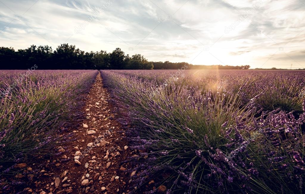 Lavender flower blooming fields