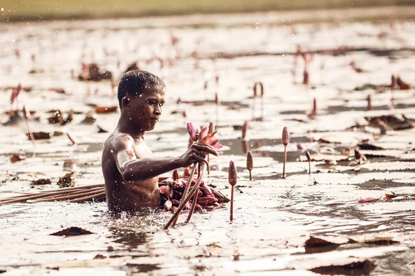 Unidentified man gather lily flowers in Angkor Wat conplex — Stock Photo, Image