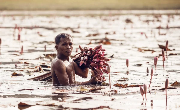 Ongeïdentificeerde man verzamelen lily bloemen in angkor wat conplex — Stockfoto