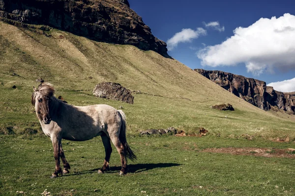 Islandia konia — Zdjęcie stockowe