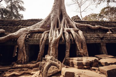 Angkor Wat Tapınağı