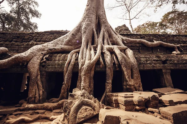 Temple angkor wat — Photo
