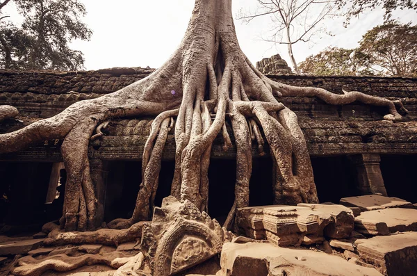 Angkor Wat Temple — Stock Photo, Image