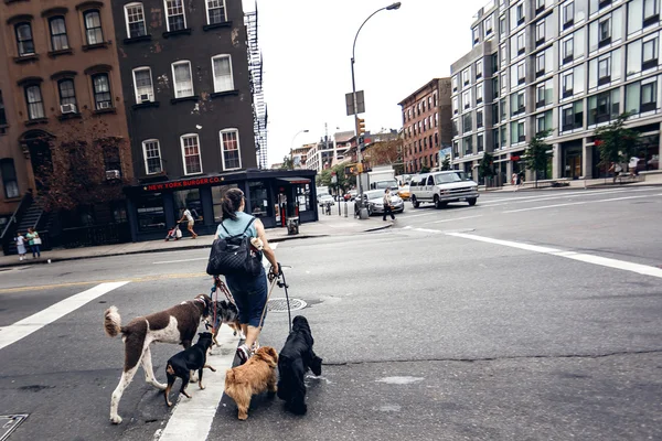 Femme traversant la route avec des chiens — Photo