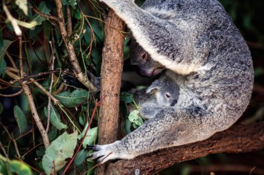 Ağaçtaki Koala.