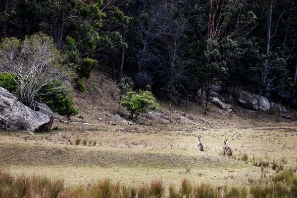 Groep van Australische kangoeroes — Stockfoto
