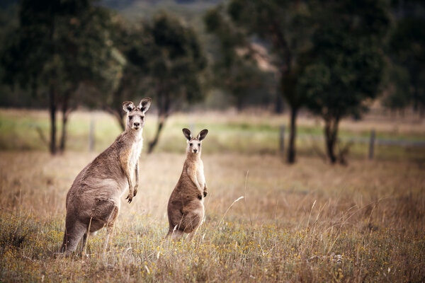 Group of australian kangaroos