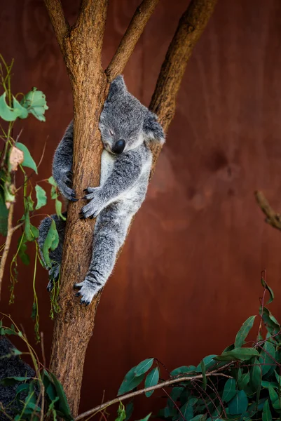 Koala niedźwiedź na drzewie — Zdjęcie stockowe
