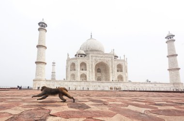 Agra Taj Mahal sarayda