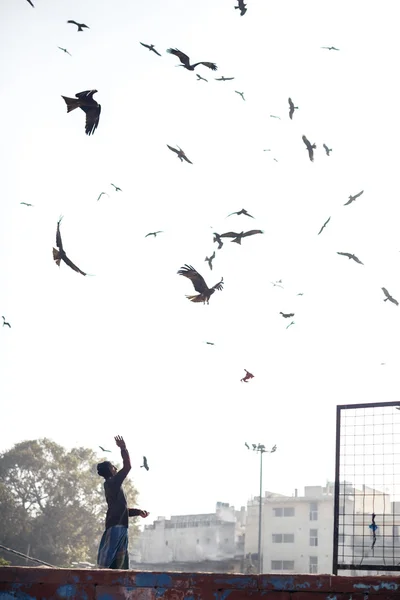 Человек с птицами на крыше в Дели — стоковое фото