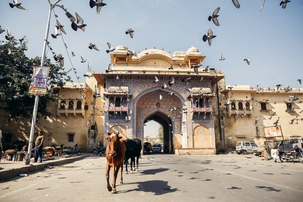 Mucche e uccelli per strada a Jaipur — Foto Stock