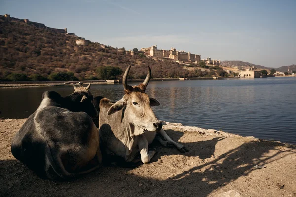 Cows on Amer Fort  in Jaipur — Stock Photo, Image