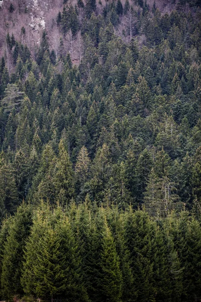 Mooie bos van Beieren — Stockfoto