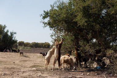 inanılmaz ağaç tırmanma keçi