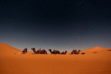 Deve Merzouga dunes içinde