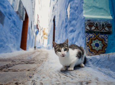 cat in Chefchaouen - Blue village in Morocco clipart
