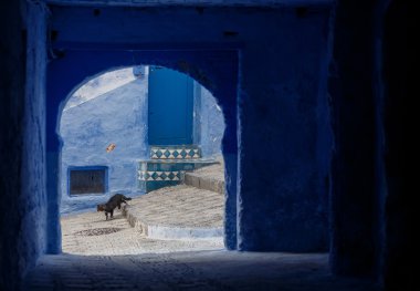 cat in Chefchaouen - Blue village in Morocco clipart