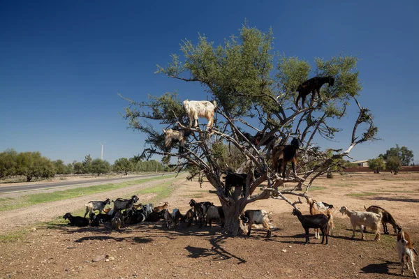 Incredible tree-climbing goats — Stock Photo, Image