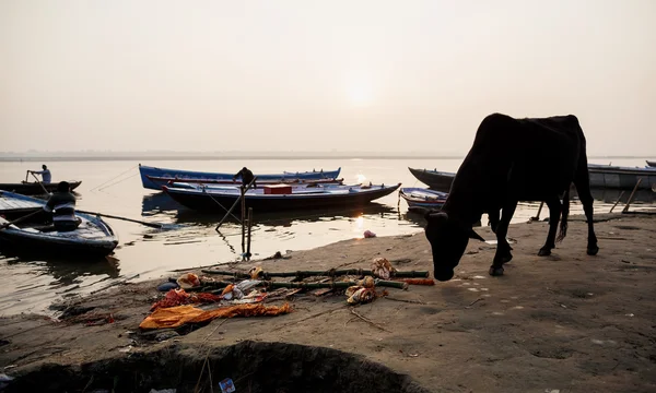 バラナシ、インドでインドの聖なる牛 — ストック写真