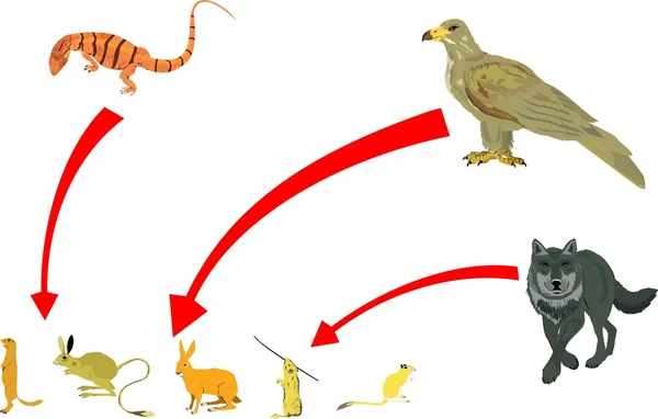 Ilustración de vectores de cadena alimentaria. Águila, lobo, varano y roedores . — Archivo Imágenes Vectoriales