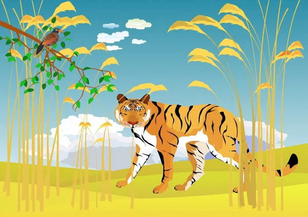 Tigre en cañas de pie en el suelo. Cielo azul con nubes en el fondo, árbol rama nad pájaro en primer plano — Vector de stock