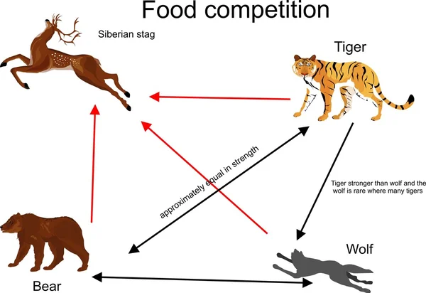 음식 경쟁 벡터 일러스트입니다. 호랑이, 늑대 및 사슴 품 연결. — 스톡 벡터