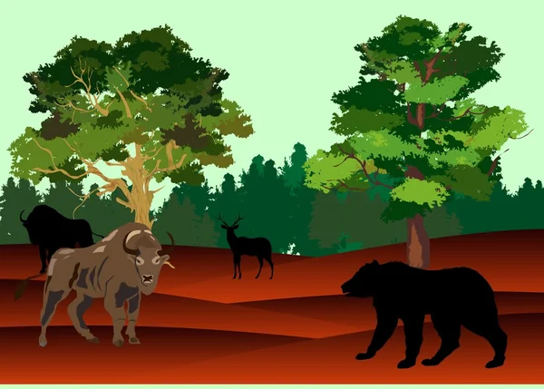 Bizon ve ayı Amerikan Prairie, vektör çizim