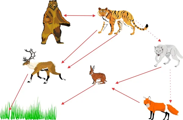 Besin zincirinin illüstrasyon, doğada bağlantıları.