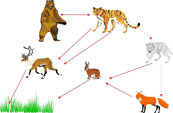 Ilustración de cadena alimentaria, conexiones en la naturaleza . — Archivo Imágenes Vectoriales