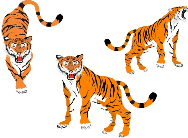 Set vettoriale Tigri isolato su bianco — Vettoriale Stock