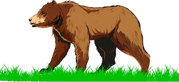 Bear walking on green grass isolated vector illustration — Stock Vector