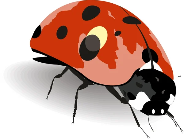 Vektorové ilustrace roztomilé hmyzu - Beruška — Stockový vektor