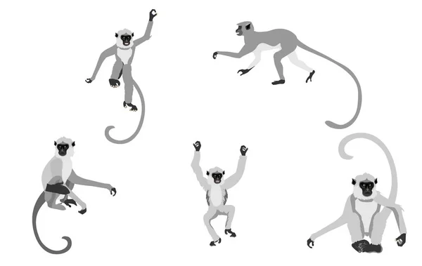 Ensemble Singes Langur Gris Sur Différentes Poses Isolés Sur Illustration — Image vectorielle