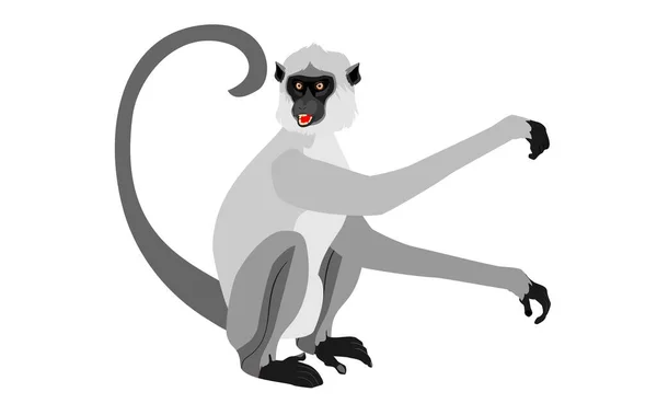 Macaco Langur Cinzento Pose Sentada Isolado Ilustração Vetor Branco —  Vetores de Stock