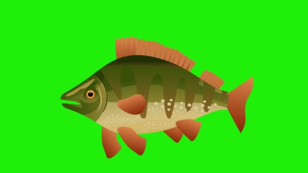 Deniz Levreği Balık Döngüsü Animasyonu Yeşil Ekran Animasyon — Stok video