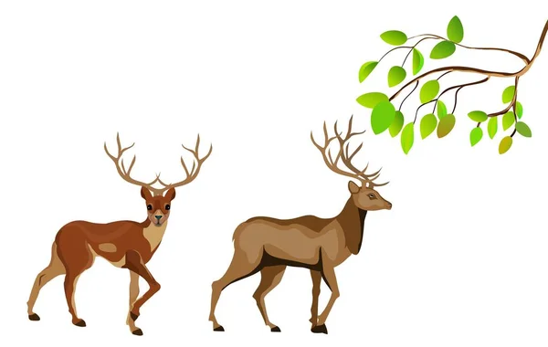 Dos Ciervos Bajo Rama Del Árbol Aislados Ilustración Del Vector — Vector de stock
