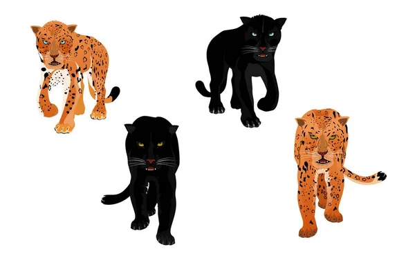 Conjunto Leopardos Panteras Aislados Ilustración Vectores Blancos — Archivo Imágenes Vectoriales