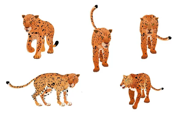 Набір Леопардів Ізольований Білому Векторні Ілюстрації — стоковий вектор