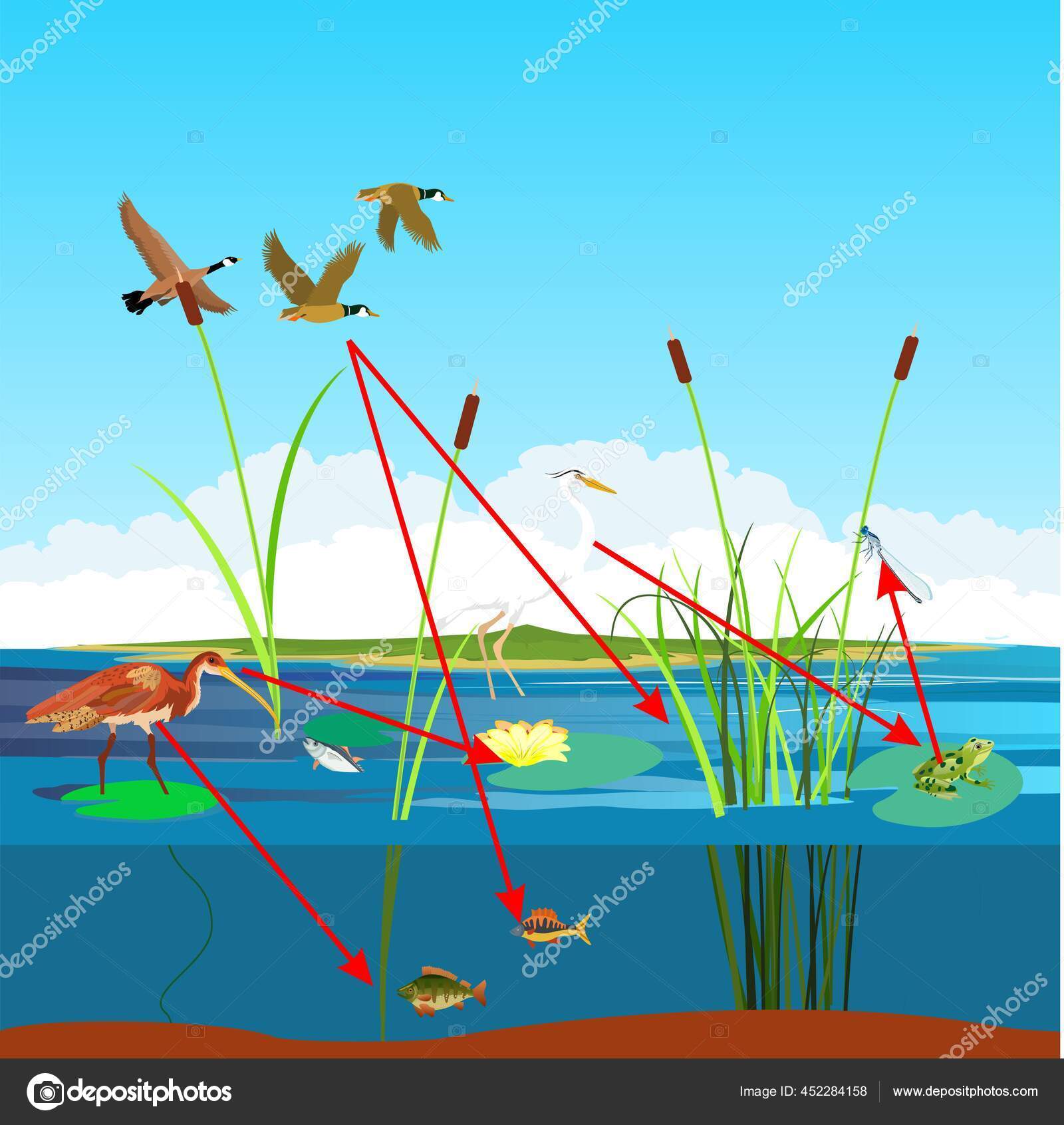 Labeled Wetland Food Web Biology Diagrams