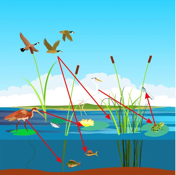 Nehirlerin ve göllerin ekosistemi, besin zinciri ve diğer yerleşimciler, vektör manzarası