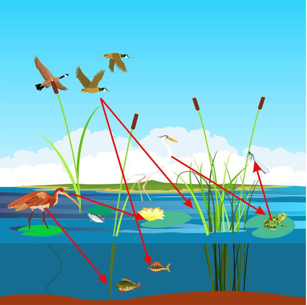 Экосистема рек и озер, пищевая цепь и другие обитатели, векторный ландшафт