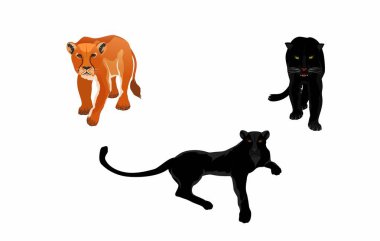 Aslan ve siyah panterler Büyük kediler, beyaz vektörde izole edilmiş