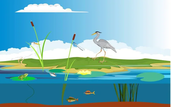 Grijze Reiger Het Meer Natuurlijke Wilde Landschap Scène Vector Illustratie — Stockvector