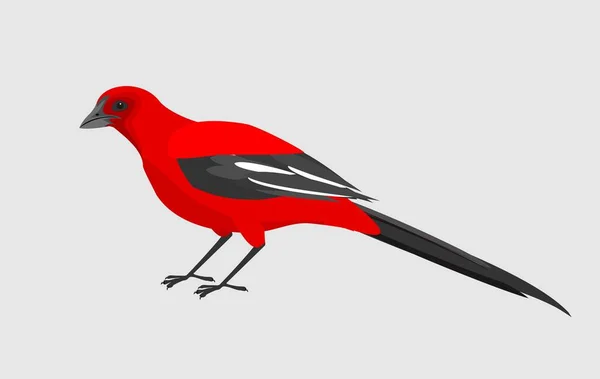 Vecteur Isolé Oiseaux Rouges Sur Fond Blanc — Image vectorielle