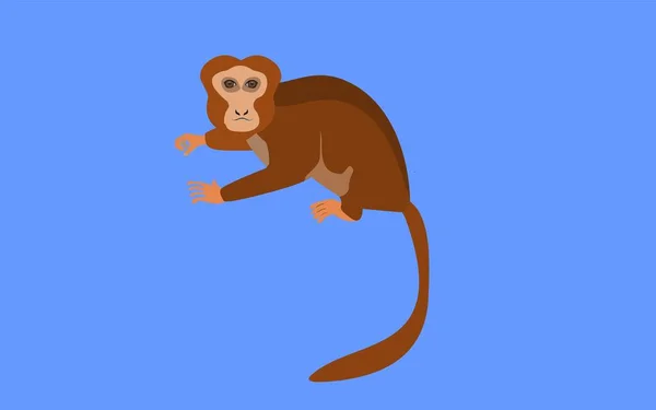 Macaco Marrom Liitle Isolado Ilustração Vetor Azul —  Vetores de Stock