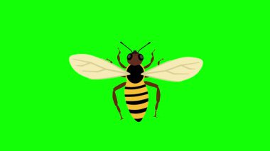 Yeşil ekranda Anatomik Etiketlerle Kanat çırpma Canlandırması